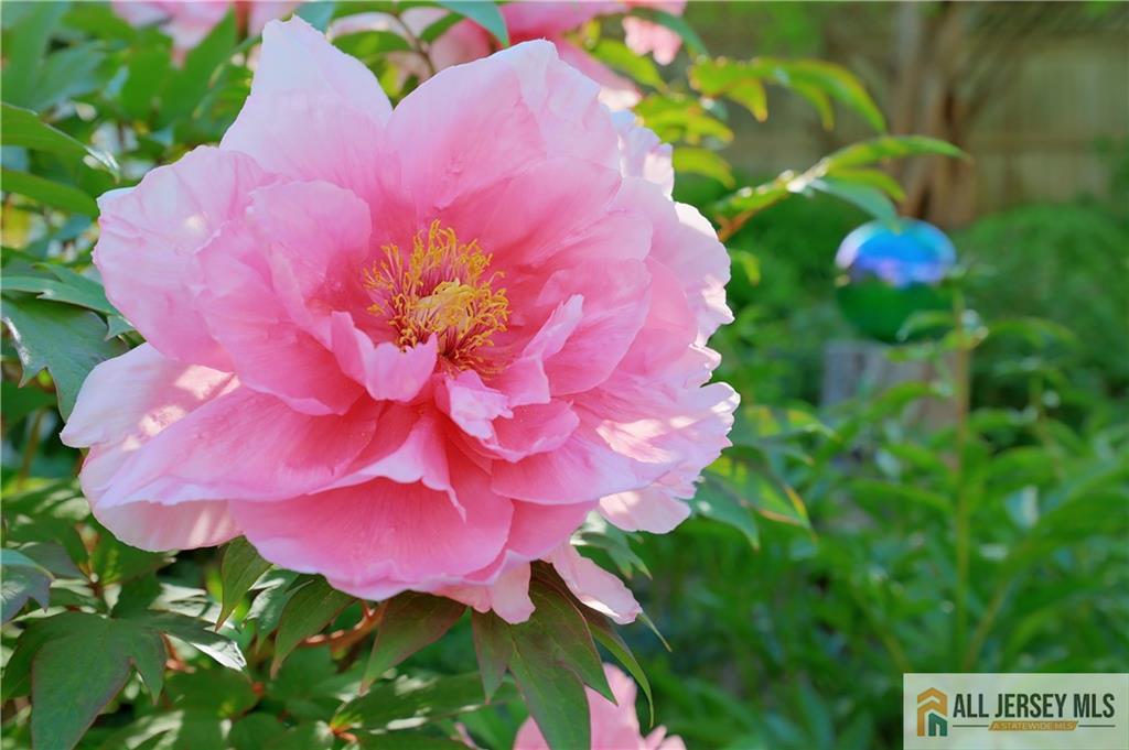 25 Voorhees, Metuchen, NJ, 08840